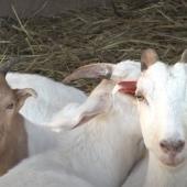 Veterinarski fakultet